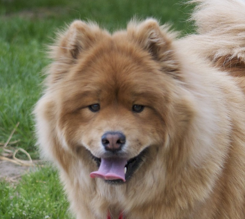 Gaïa De La Tribu Des Nenetz